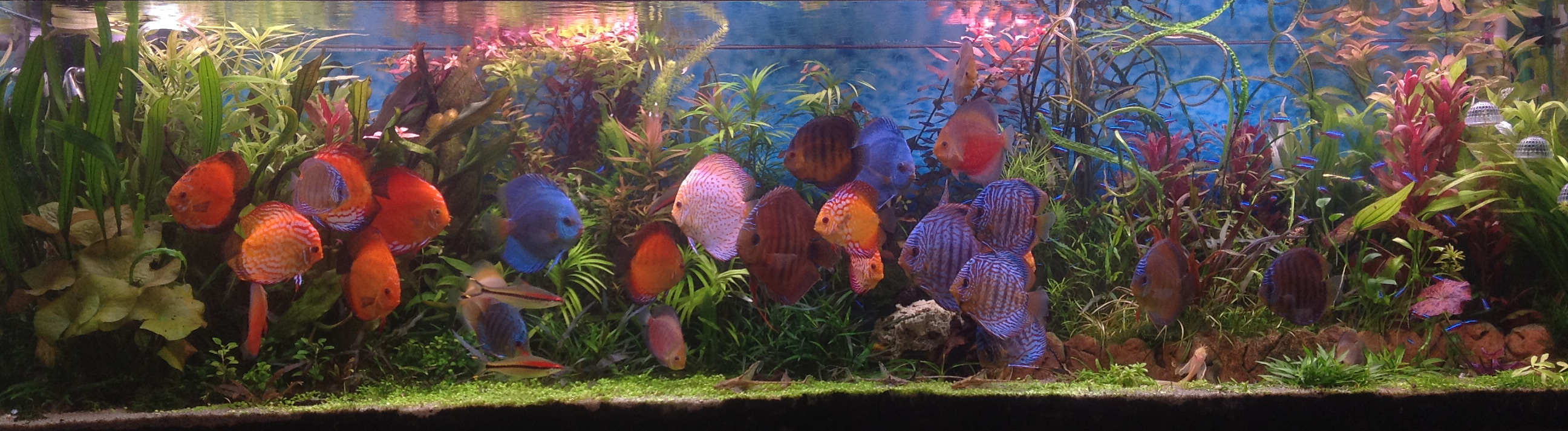 Аквариум 850 литров